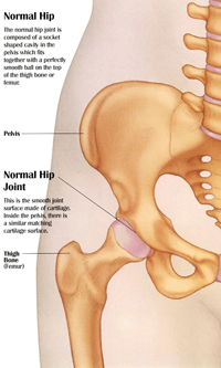 Normal Hip